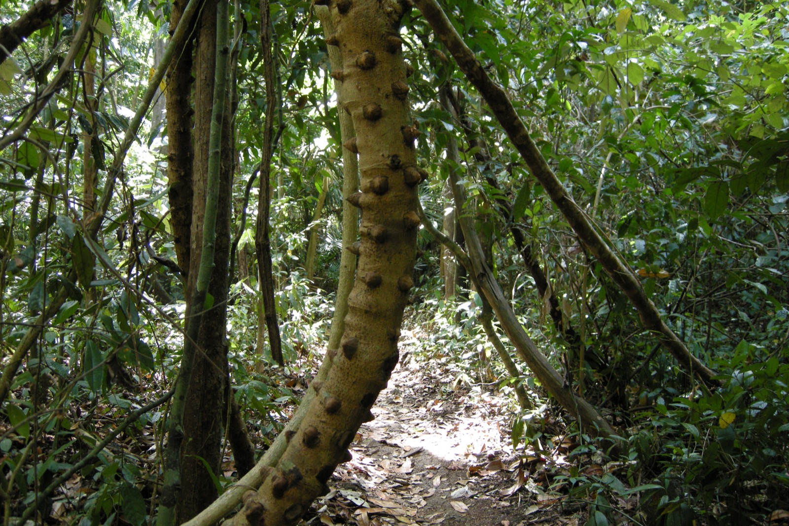 Rừng Nguyên Sinh Bù Đăng